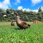 Quinta De Sao Jose * Sao Pedro (Santa Maria)